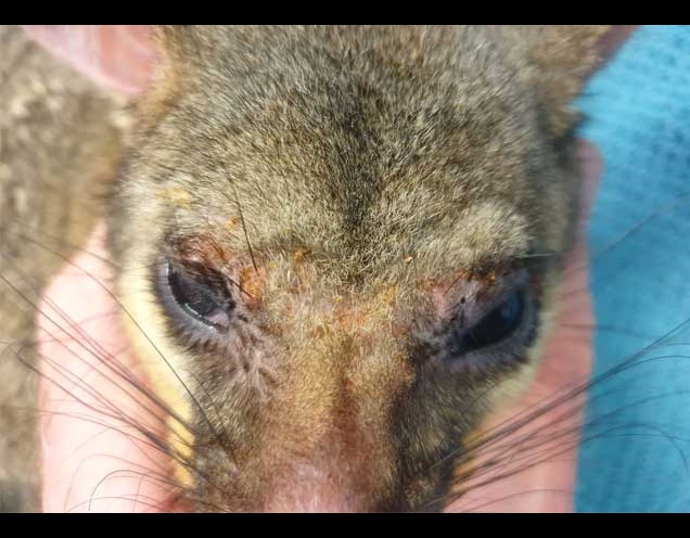 possum dermatitis is a skin condition affecting brushtail possums
